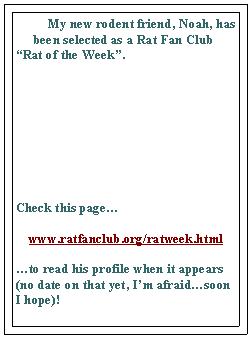 Text Box:    My new rodent friend, Noah, has been selected as a Rat Fan Club “Rat of the Week”.  









Check this page… www.ratfanclub.org/ratweek.html
…to read his profile when it appears (no date on that yet, I’m afraid…soon I hope)!